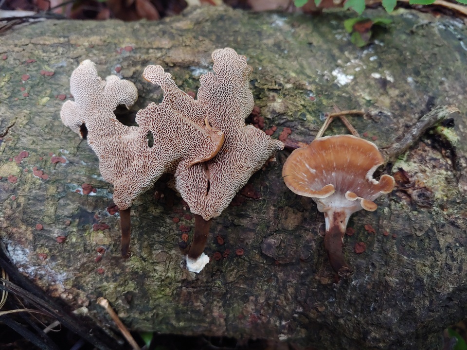 Polyporus guianensis image
