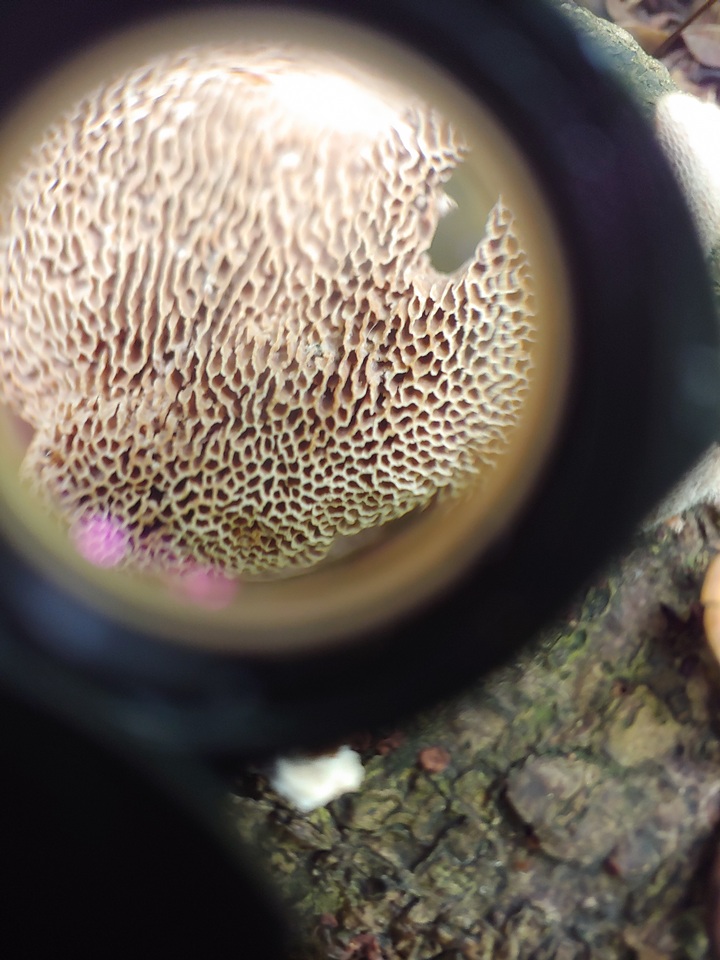 Polyporus guianensis image