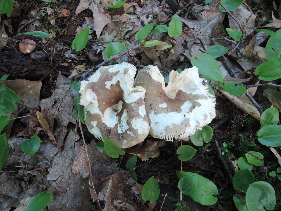 Russula pseudo-olivascens image