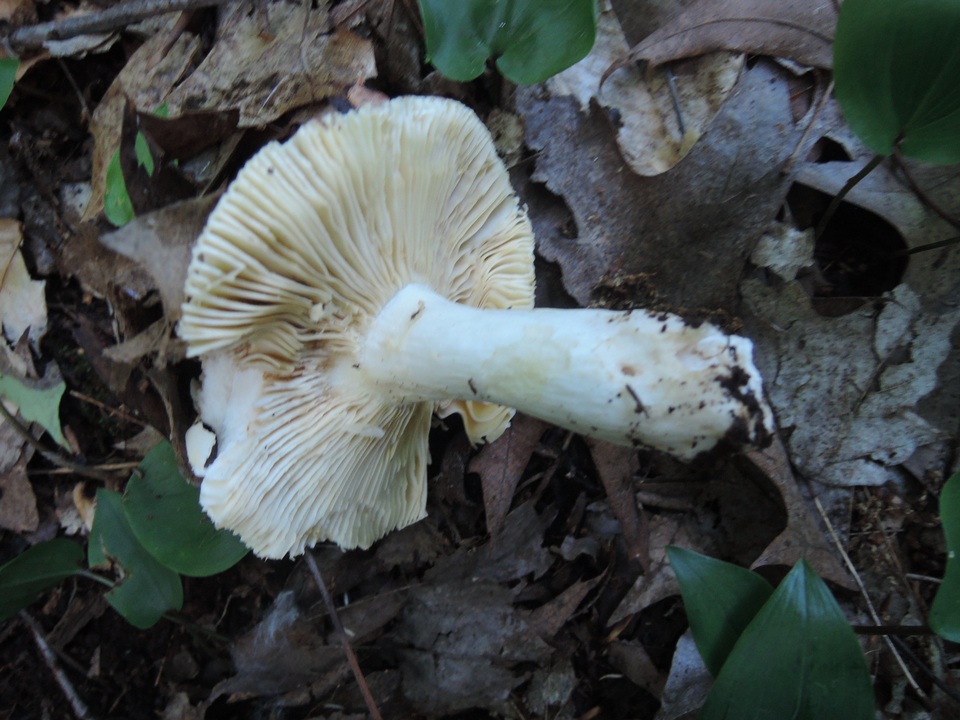 Russula pseudo-olivascens image