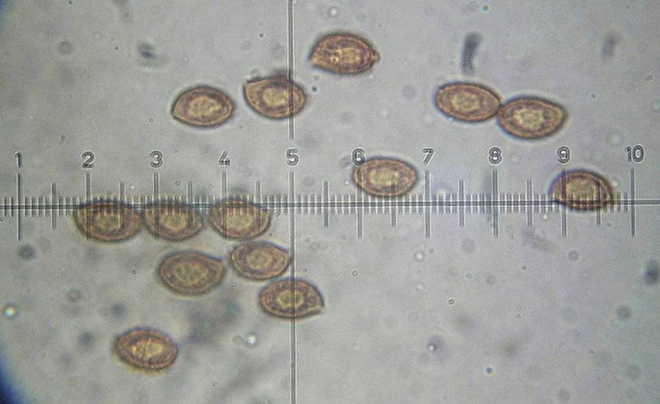 Cortinarius fuscobovinus image