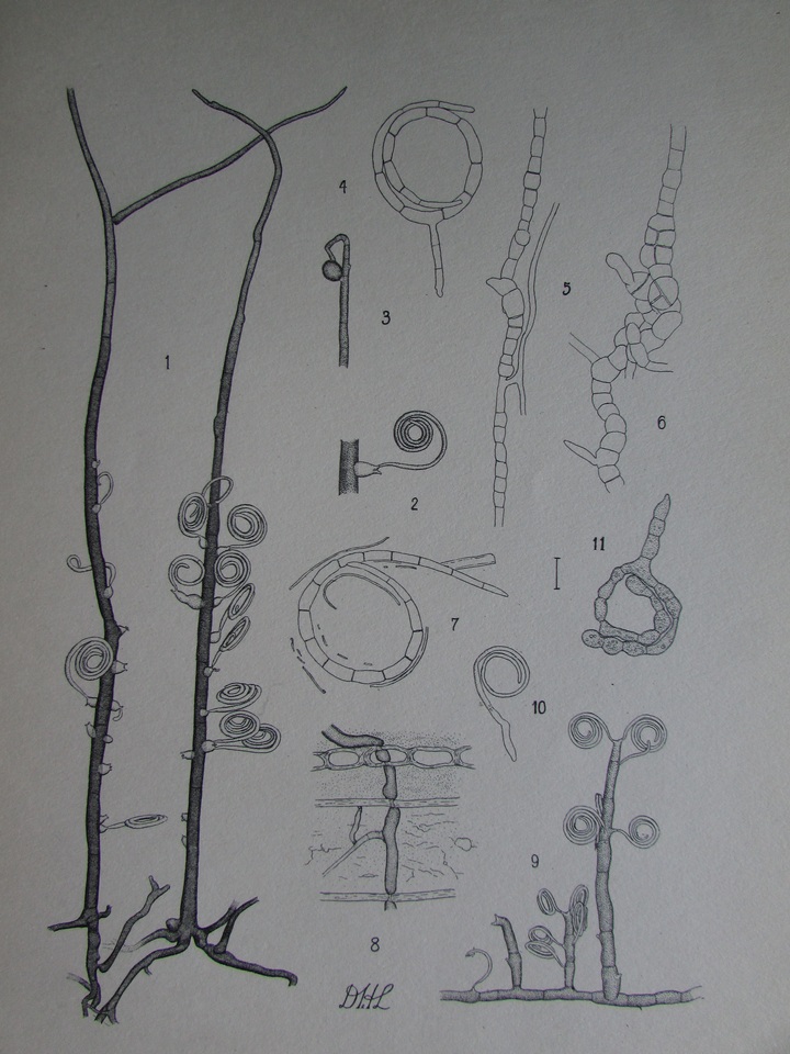 Helicosporium aureum image