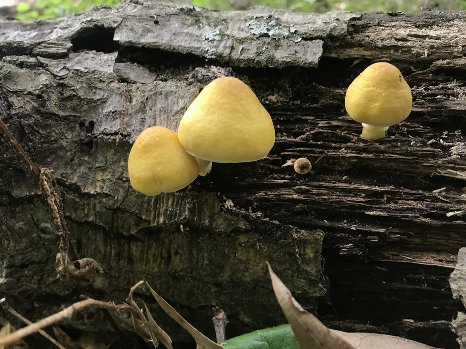 Pluteus mammillatus image