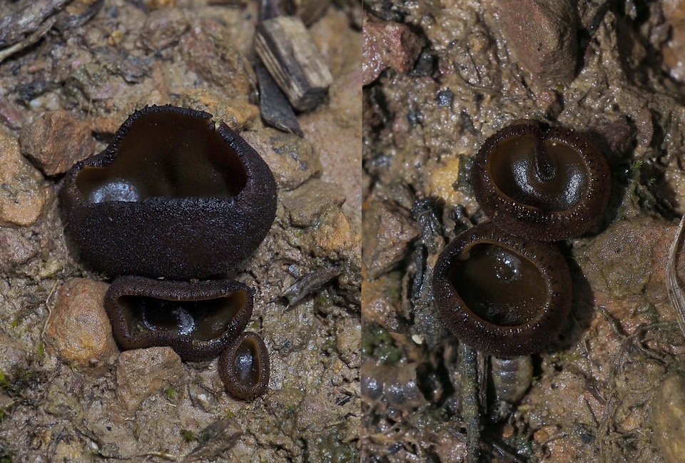 Aleurina calospora image