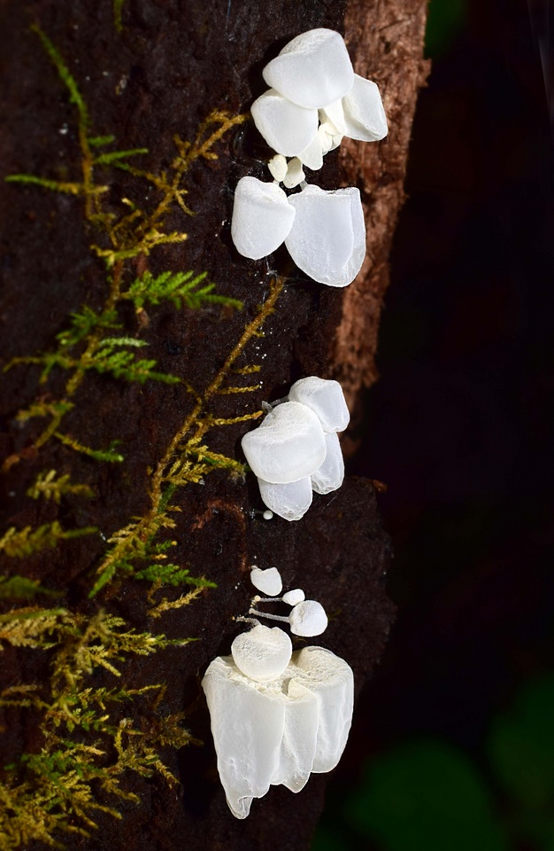 Physalacria australiensis image