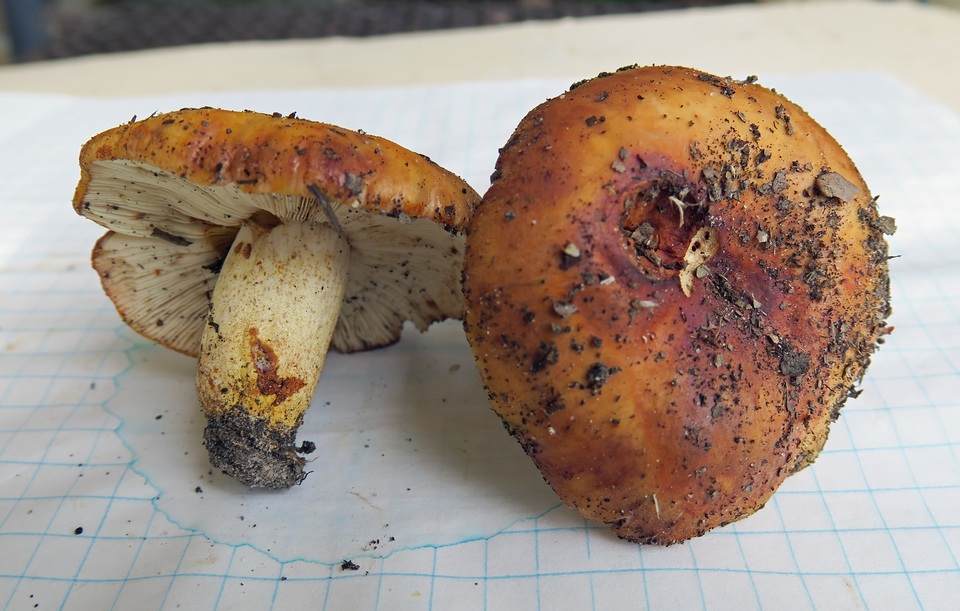 Russula mutabilis image