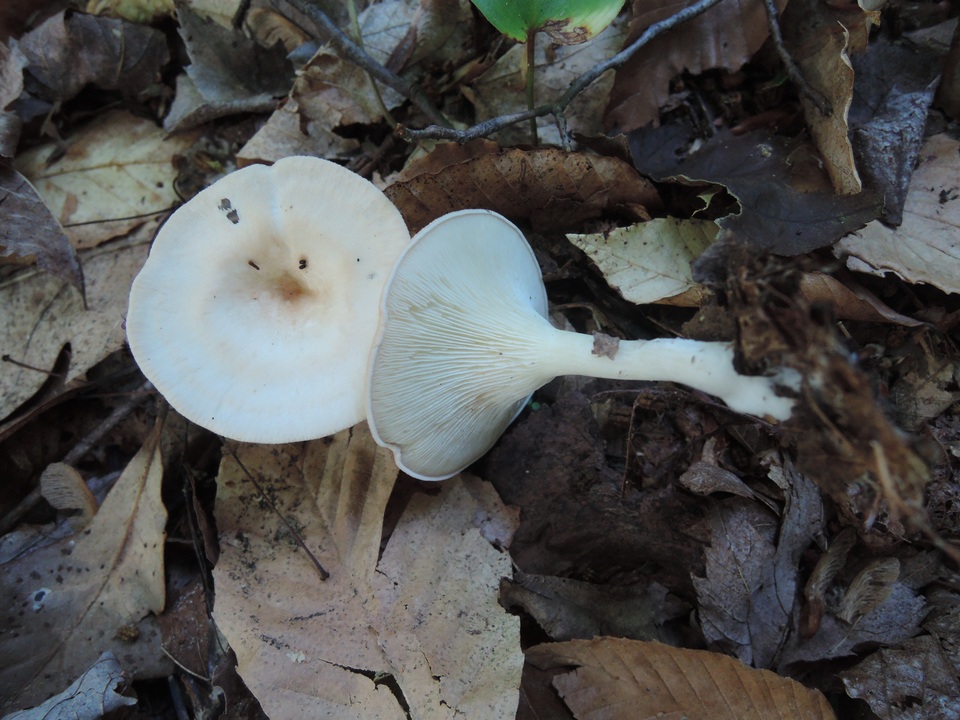 Clitocybe catinus image