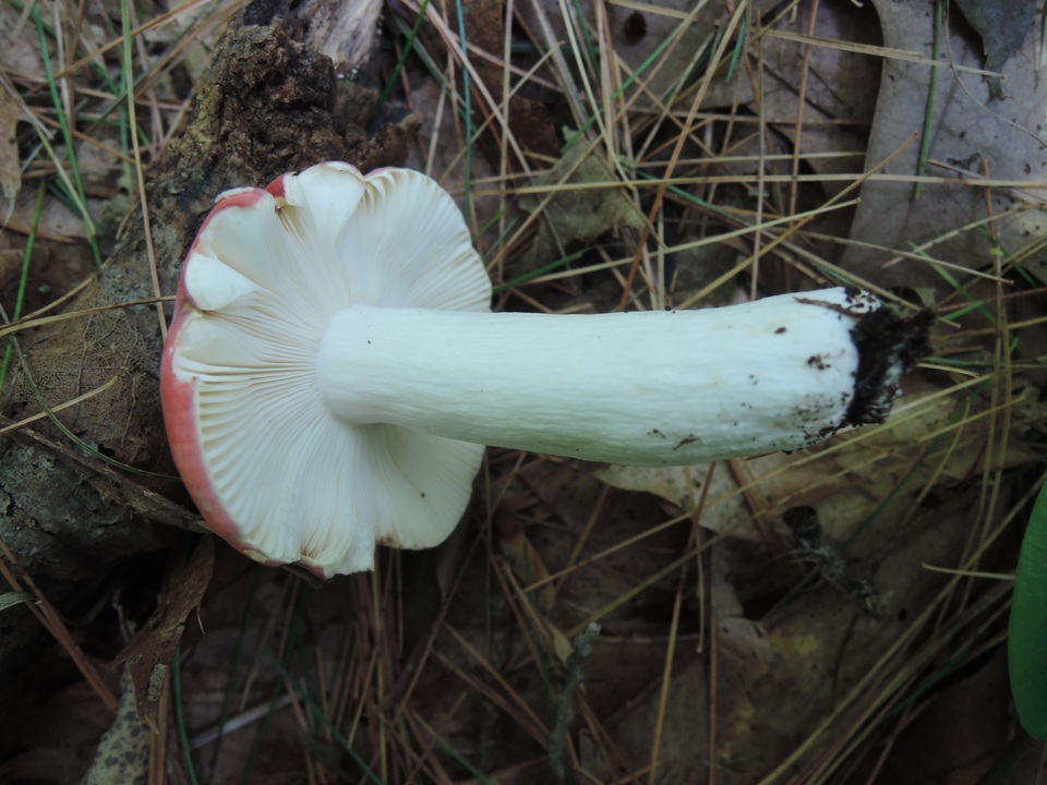 Russula rubescens image