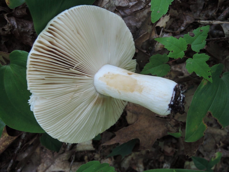Russula inopina image