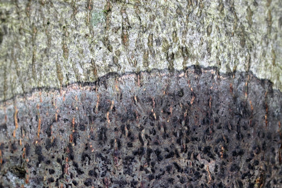 Viridothelium virens image