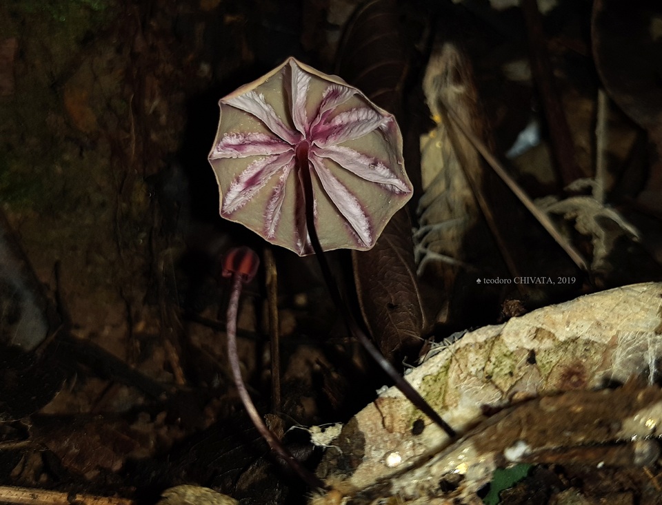Marasmius tageticolor image