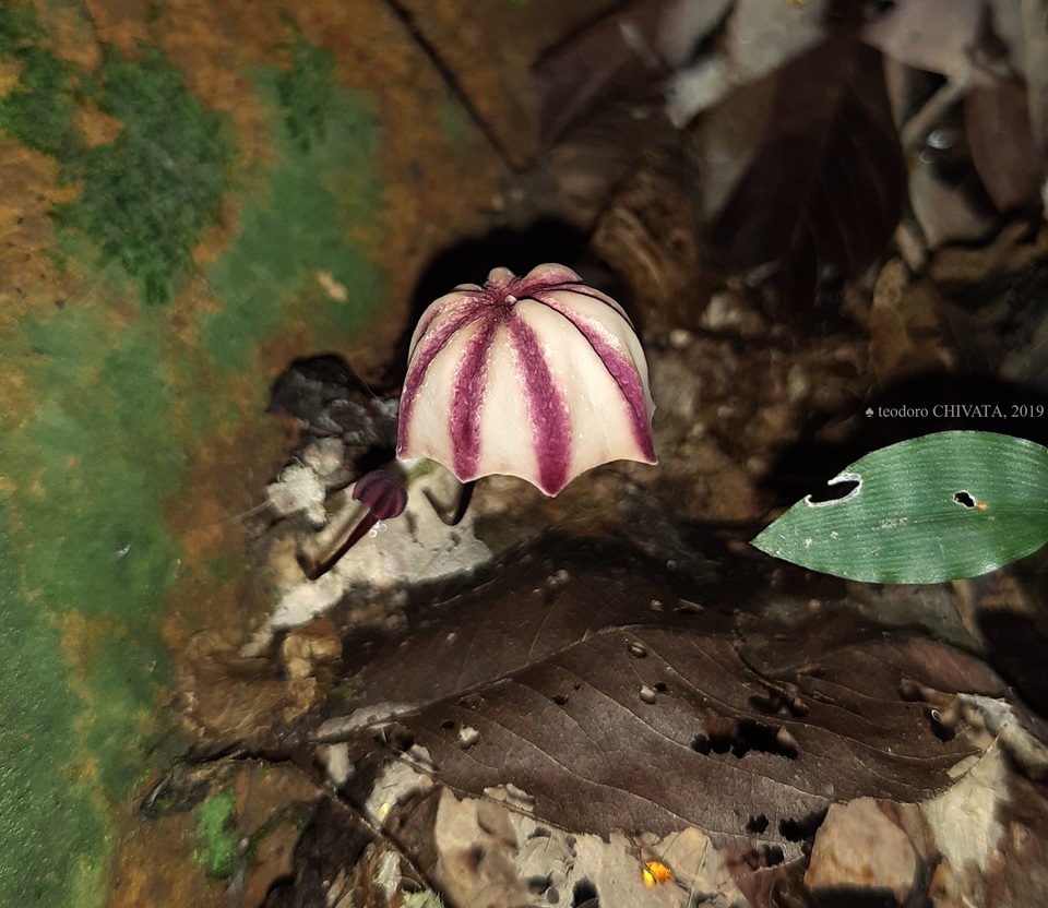 Marasmius tageticolor image
