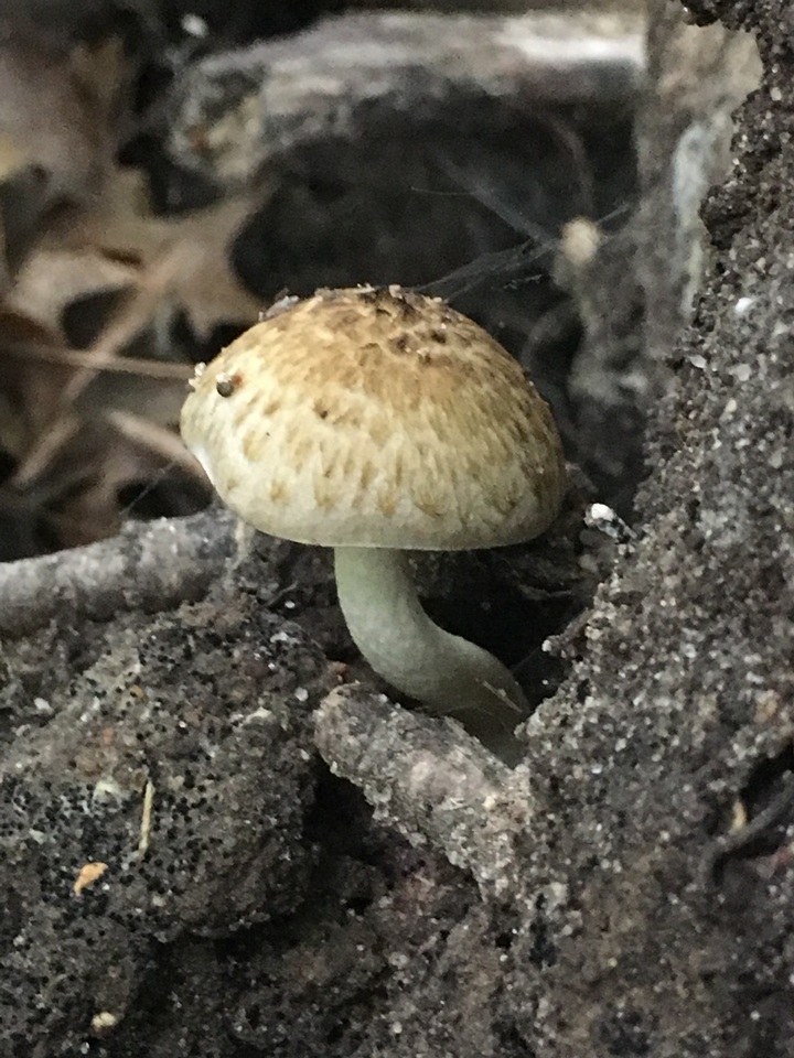 Cystoagaricus subamarus image
