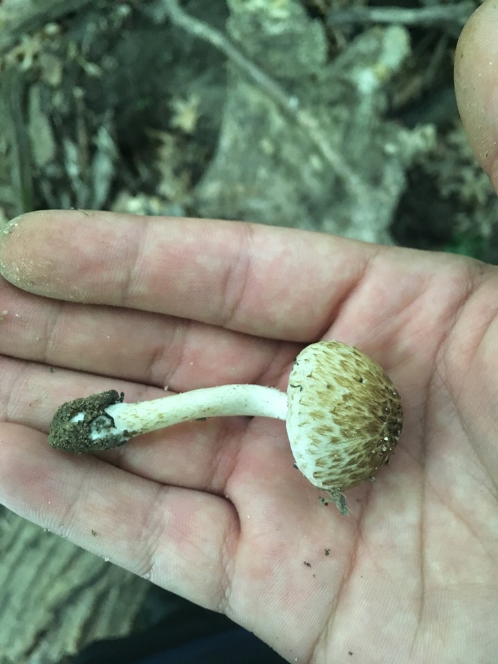 Cystoagaricus subamarus image