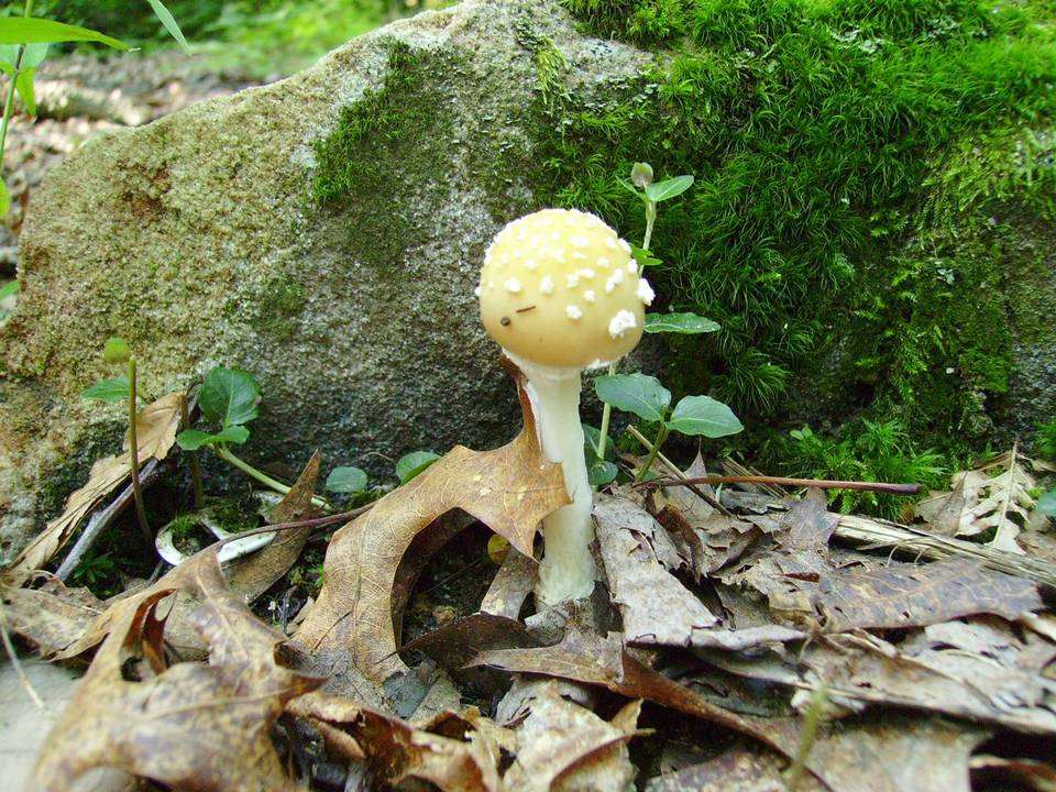 Amanita pantherina var. velatipes image