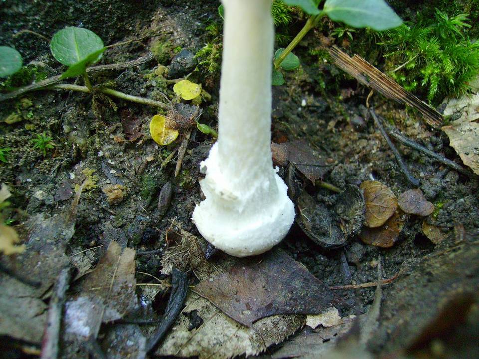 Amanita pantherina var. velatipes image