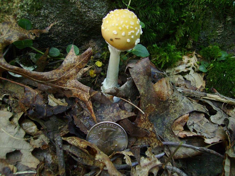 Amanita pantherina var. velatipes image