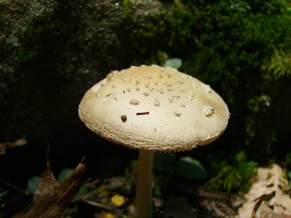 Amanita pantherina var. velatipes image