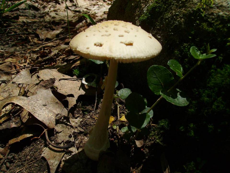 Amanita pantherina var. velatipes image