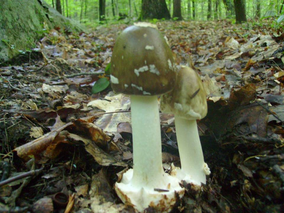 Amanita brunnescens var. brunnescens image