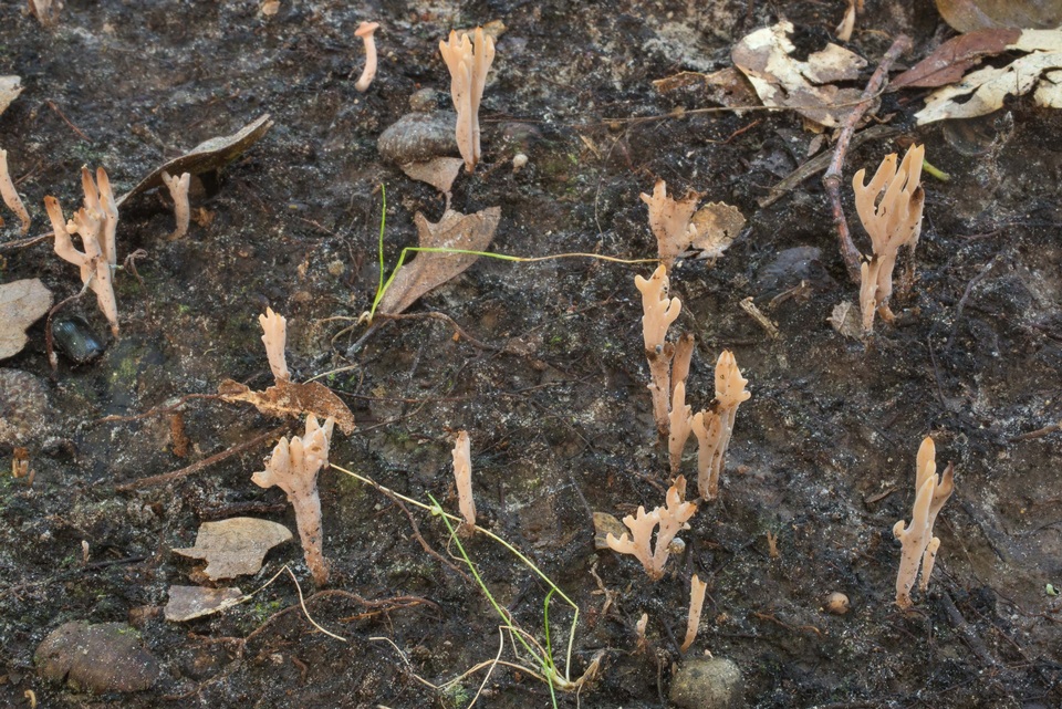 Clavulinopsis umbrinella image