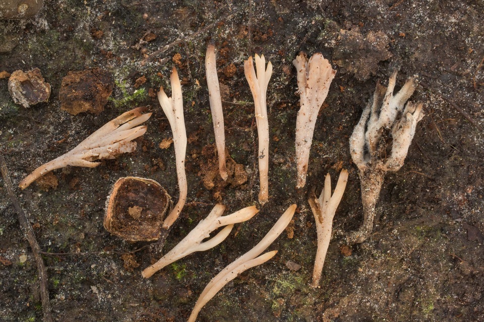 Clavulinopsis umbrinella image
