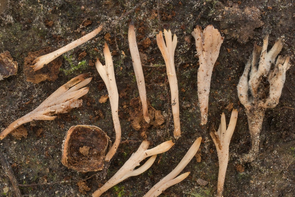 Clavulinopsis umbrinella image