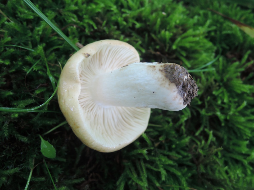 Russula xerampelina var. barlae image
