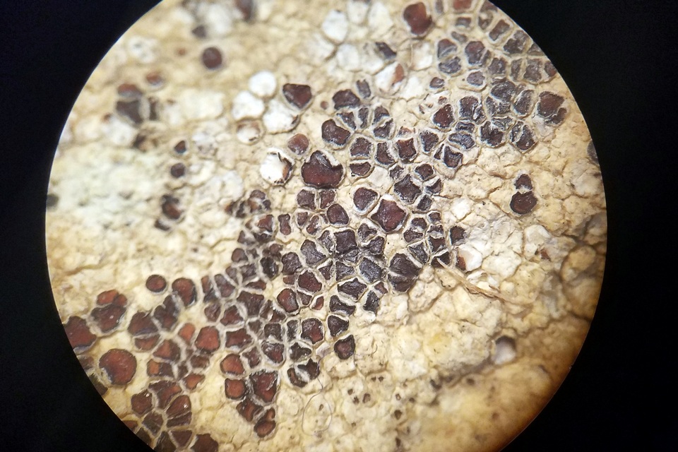 Sarcogyne arenosa image