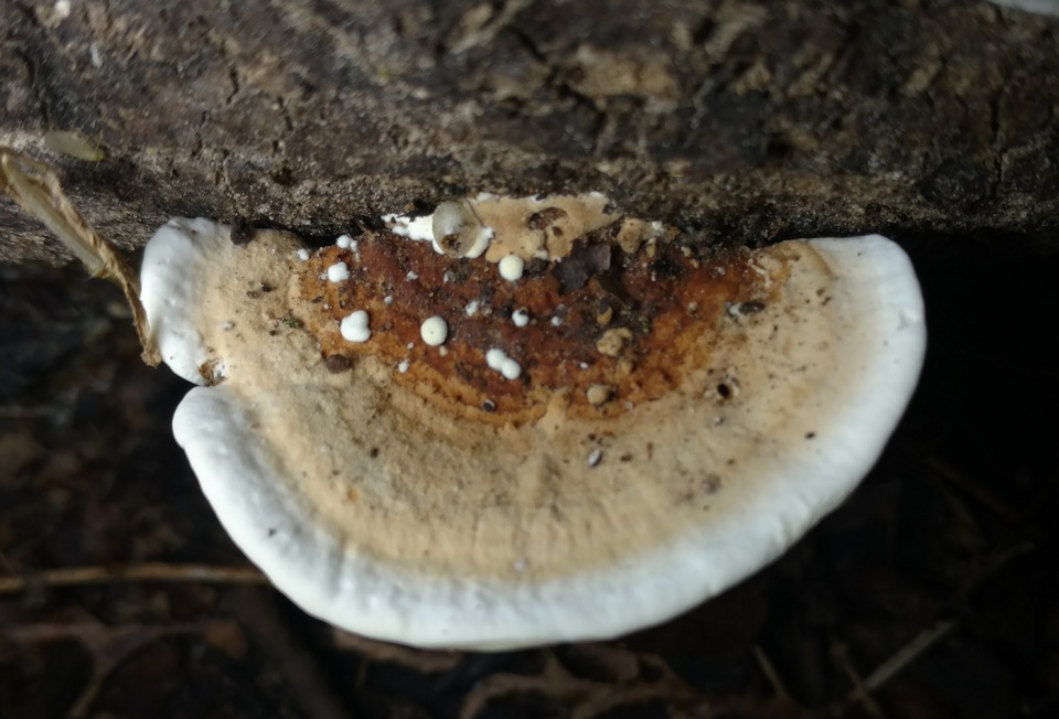 Steccherinum subrawakense image