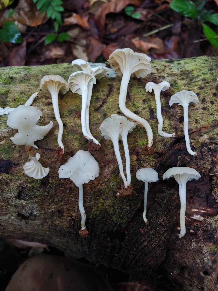 Cuphophyllus buccinulus image