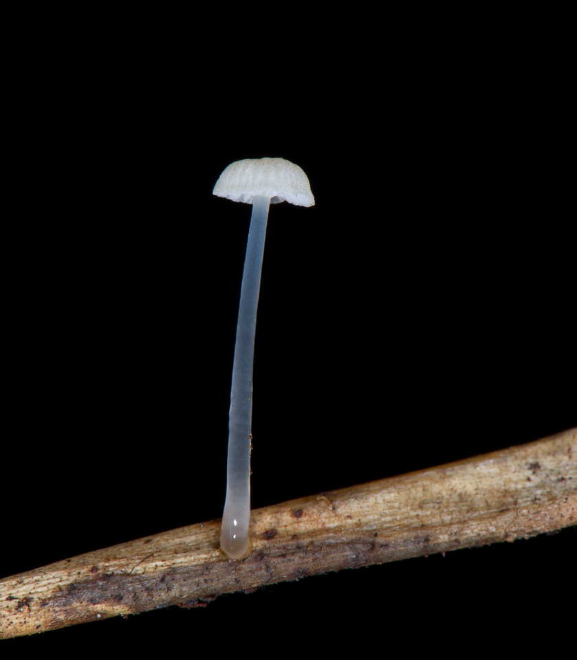 Mycena guzmanii image
