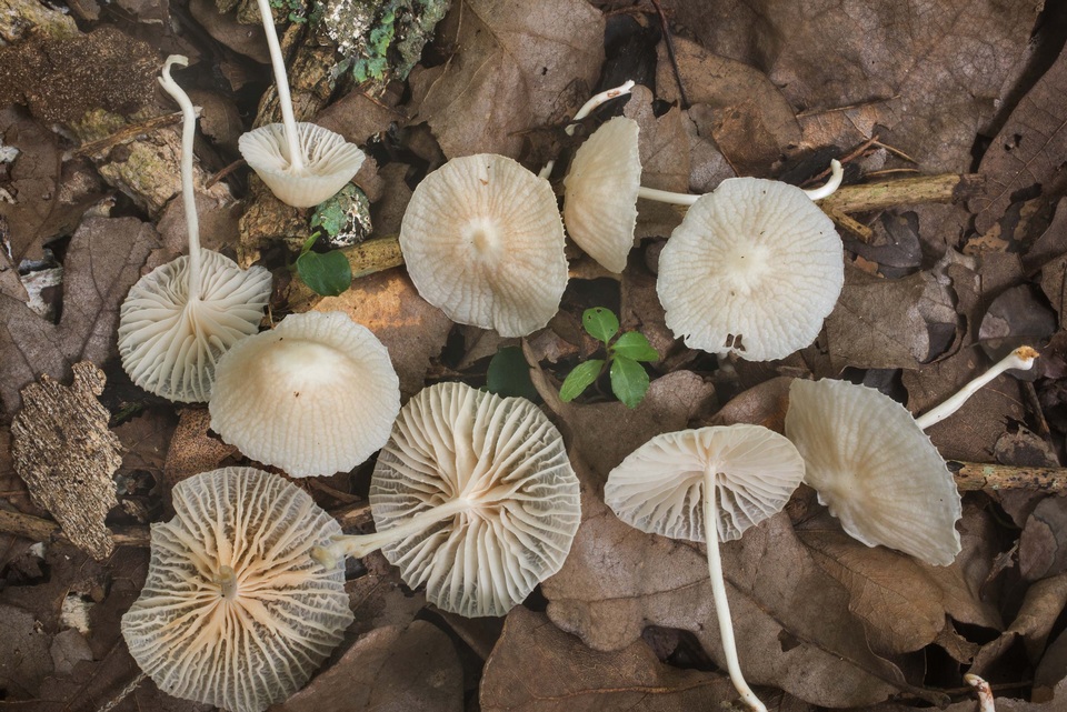 Heliomyces decolorans image