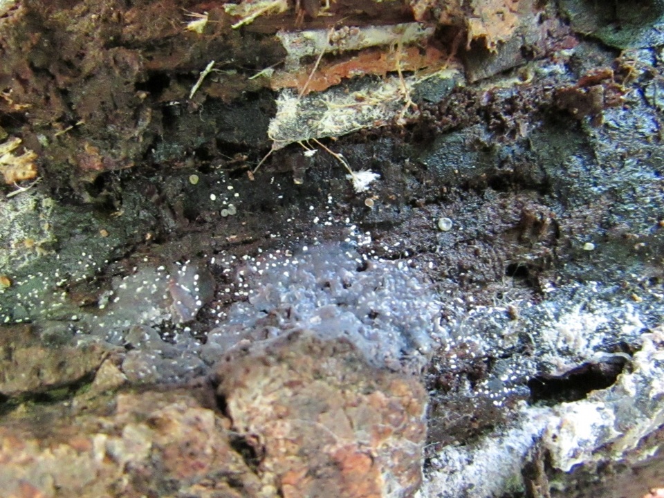 Myxarium subhyalinum image