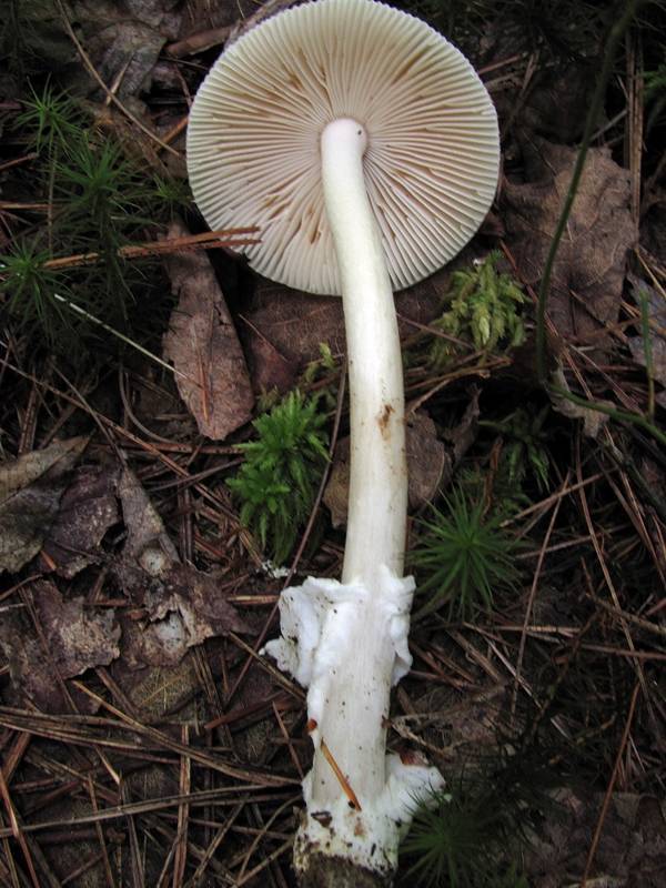 Amanita rasitabula image