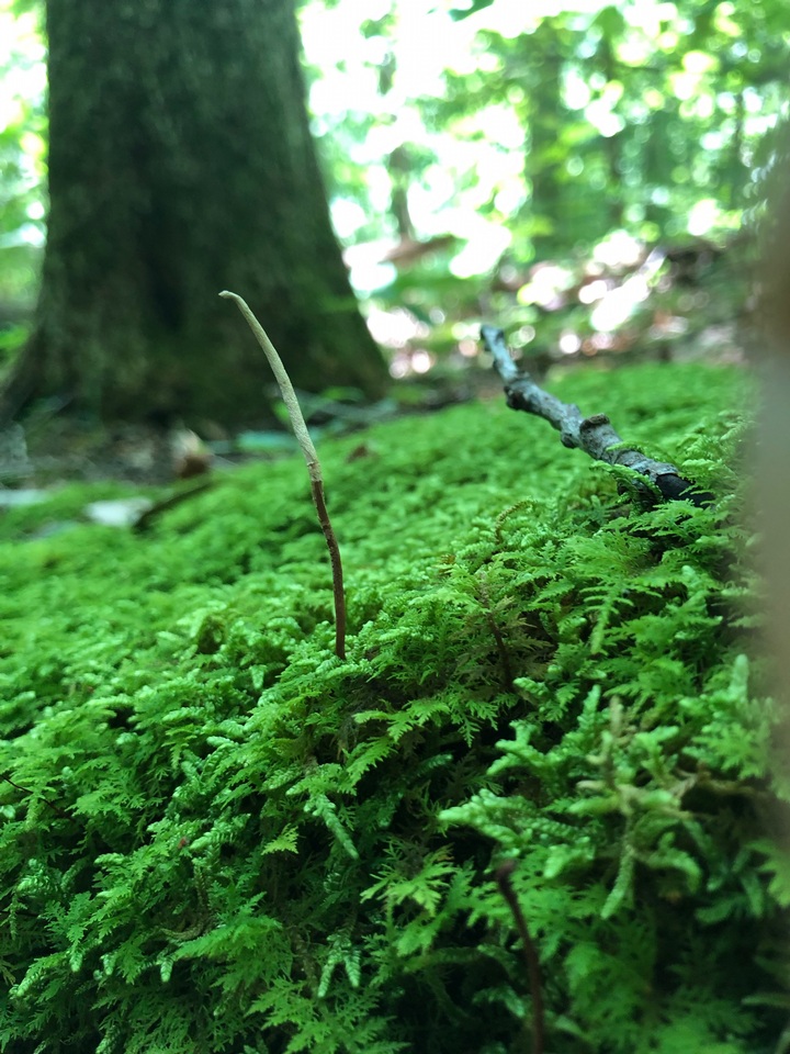 Ophiocordyceps elongata image
