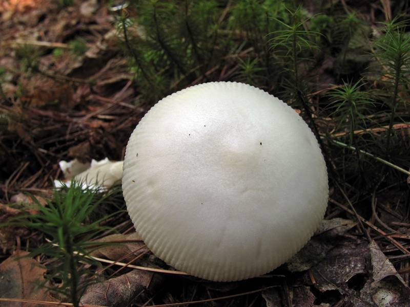 Amanita rasitabula image