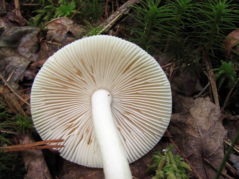 Amanita rasitabula image