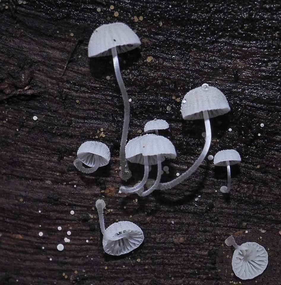 Mycena pitereka image