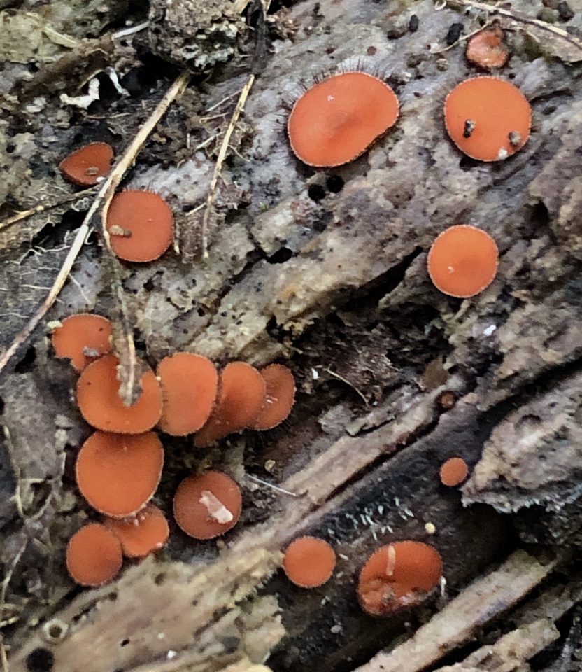 Scutellinia pennsylvanica image