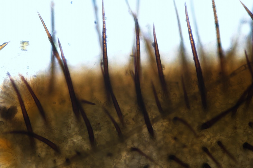 Scutellinia pennsylvanica image