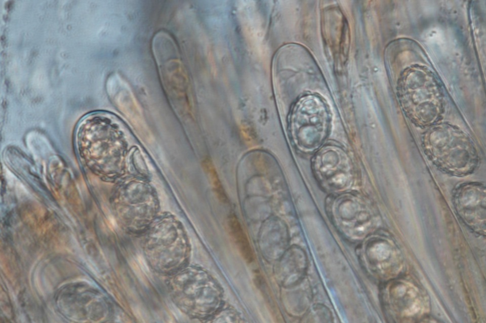 Scutellinia pennsylvanica image