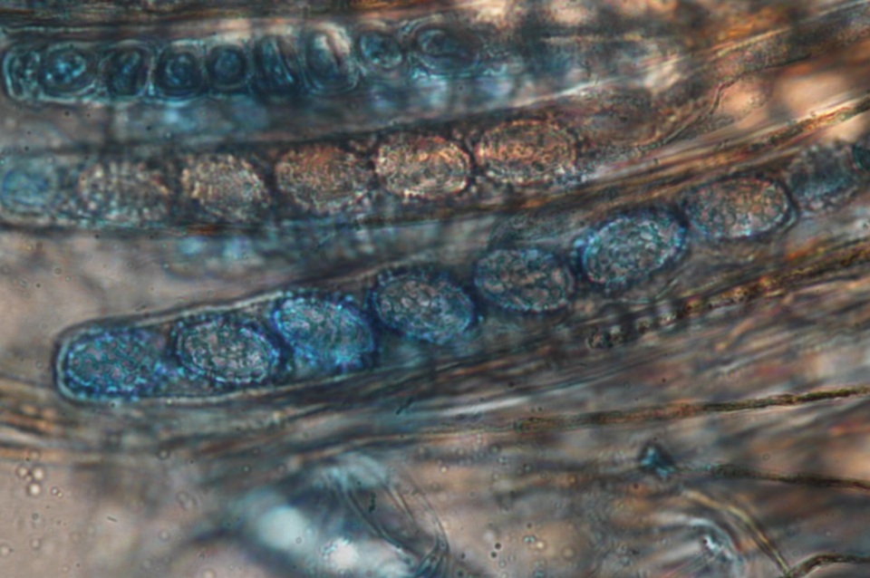 Scutellinia pennsylvanica image