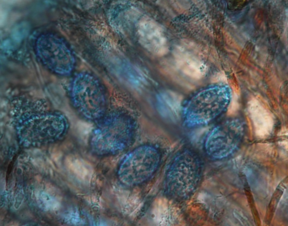 Scutellinia pennsylvanica image