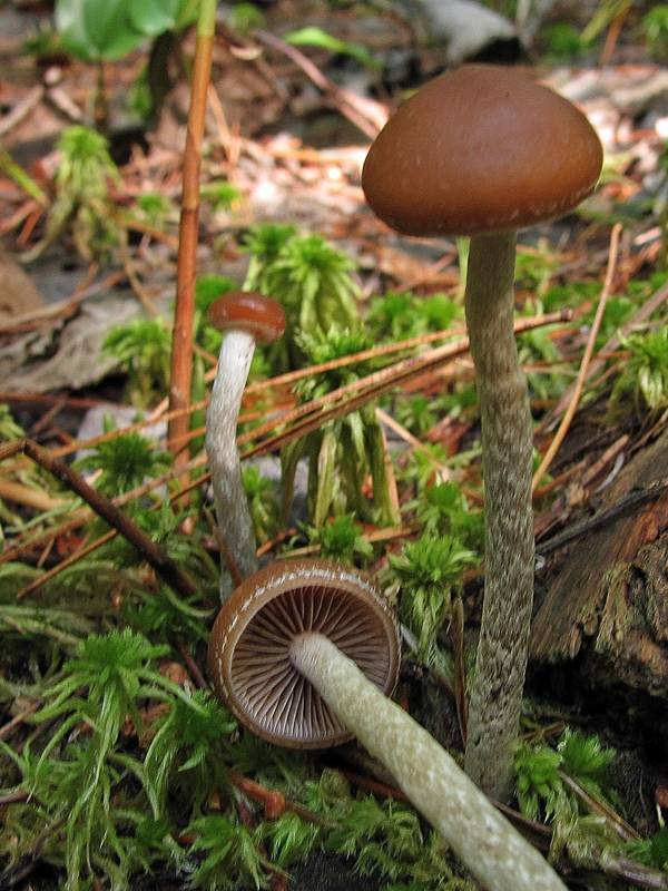 Psilocybe turficola image
