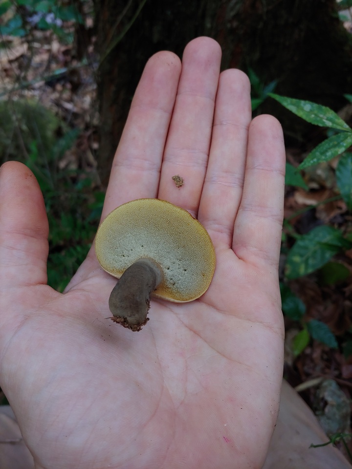 Gyroporus earlei image