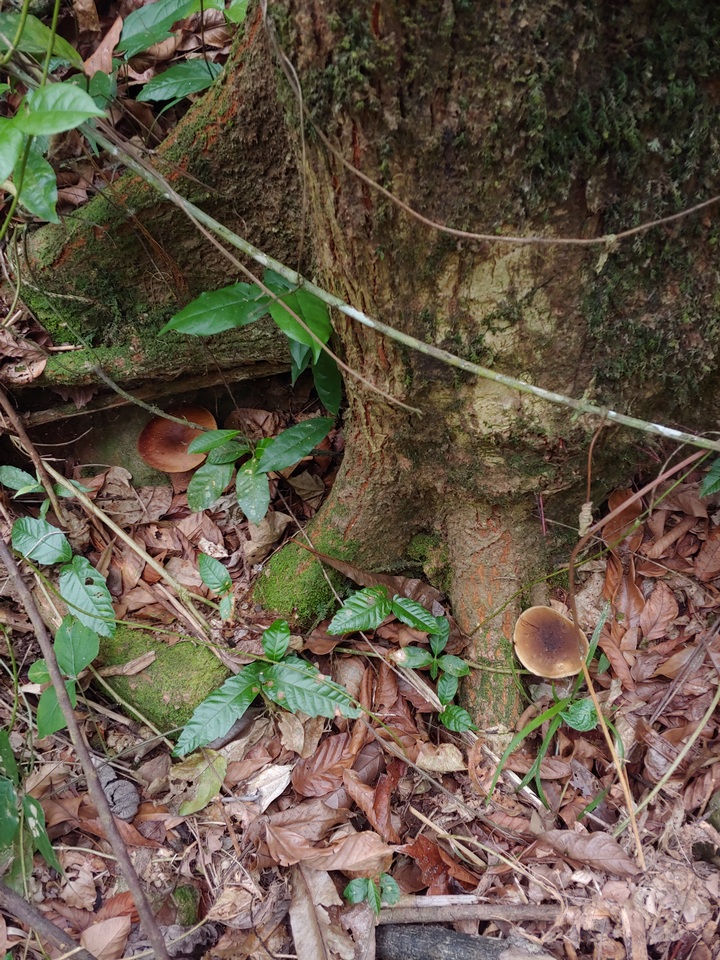 Gyroporus earlei image