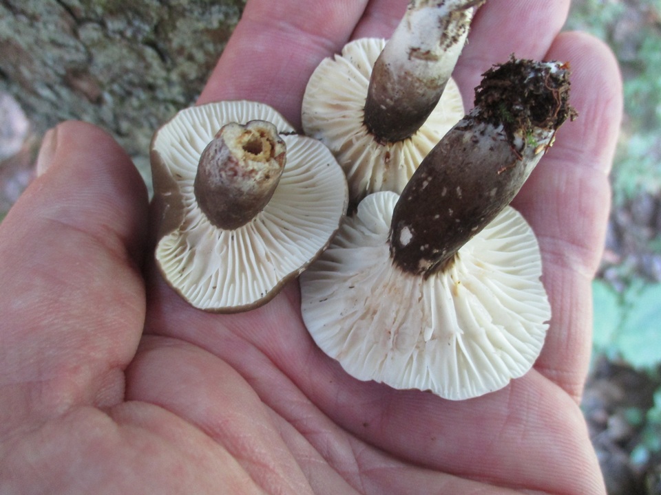 Lactifluus gerardii image