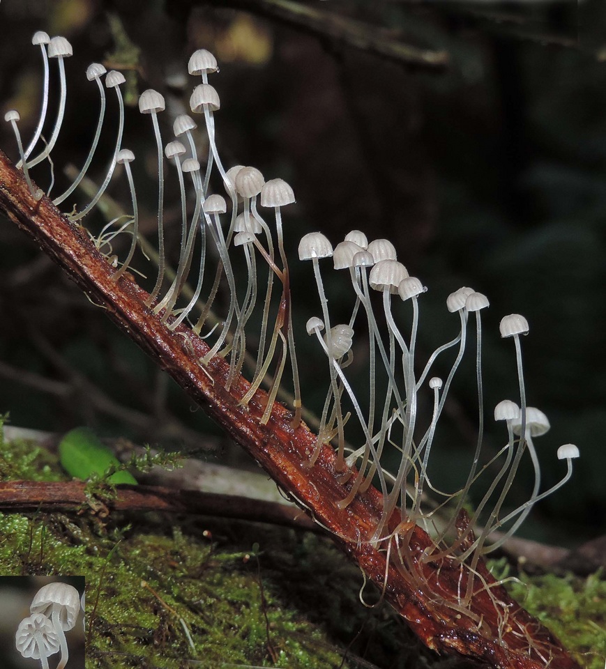 Mycena albidocapillaris image