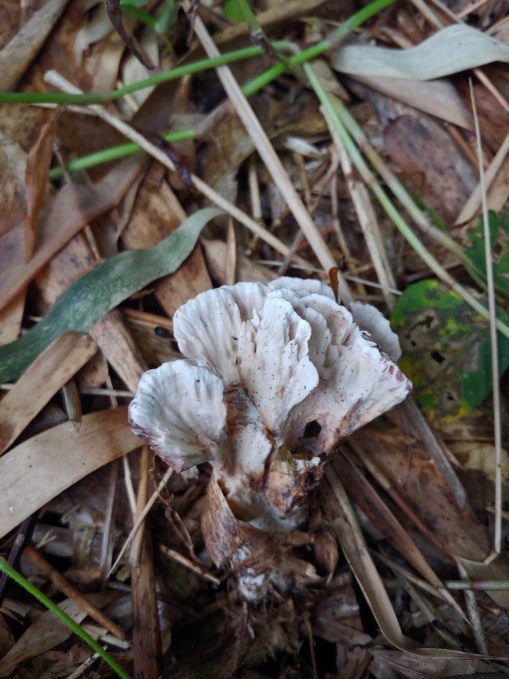 Stereopsis radicans image